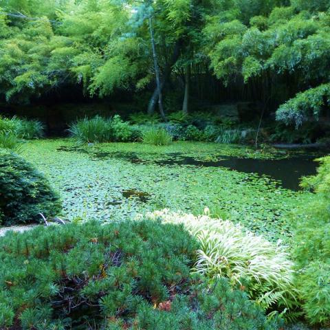 garden, zen, bridge, wooded, 