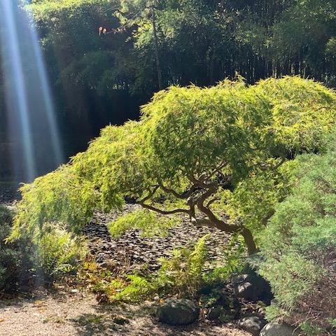 garden, zen, bridge, wooded, 