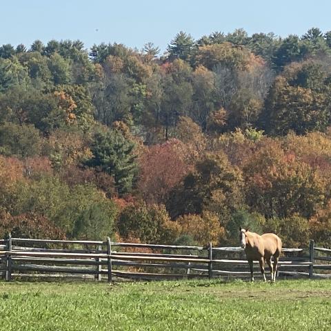 horse, farm, barn, stable, rural, field, lake, 