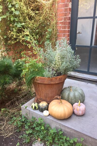 industrial, light, concrete, garden, textured walls, 