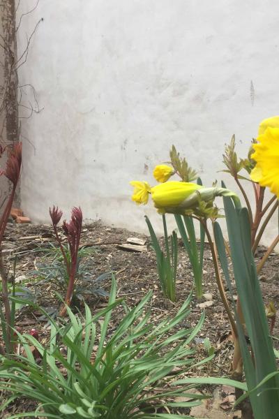 industrial, light, concrete, garden, textured walls, 