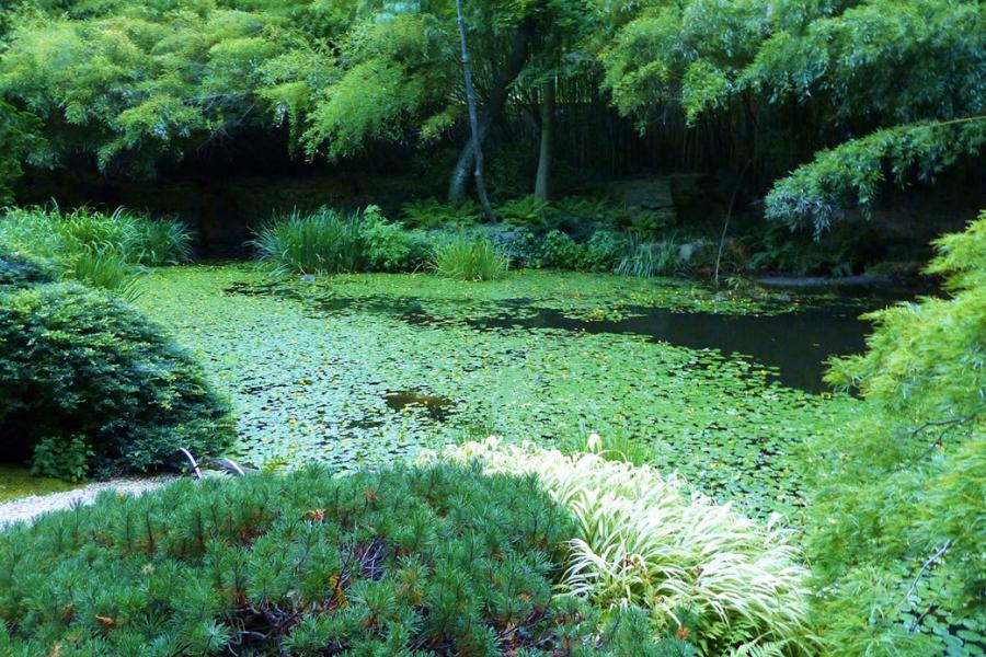 garden, zen, bridge, wooded, 