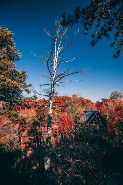 cabin, barn, lake, water, rural, country, wooded, deck, 