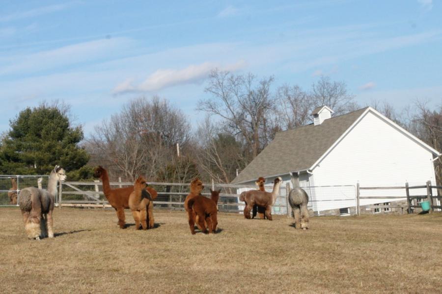 farm, field, barn, 