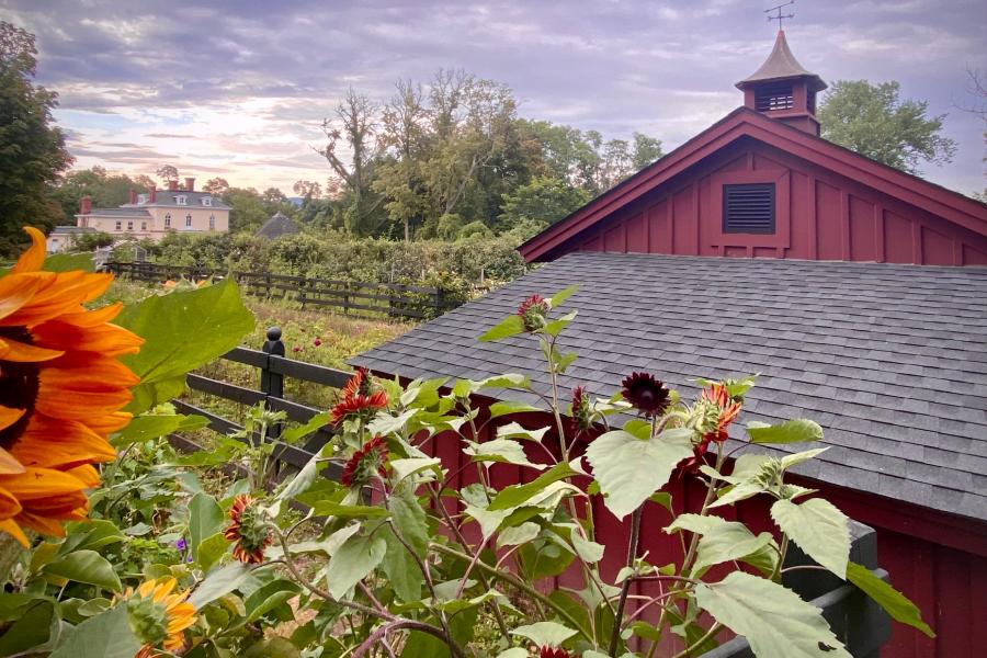 farm, greenhouse, field, rural, country, kitchen, 