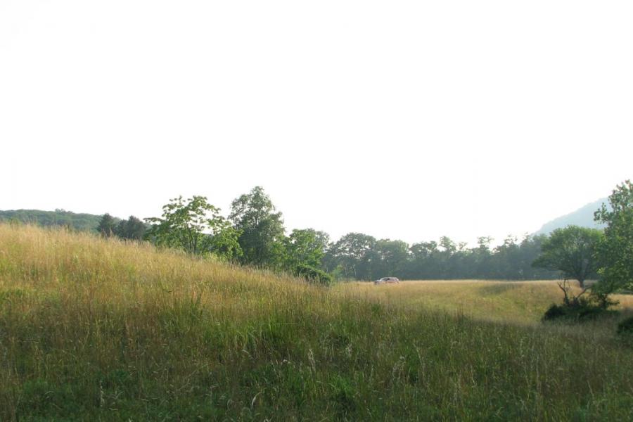 country, farm, horse, rustic, field, barn, 