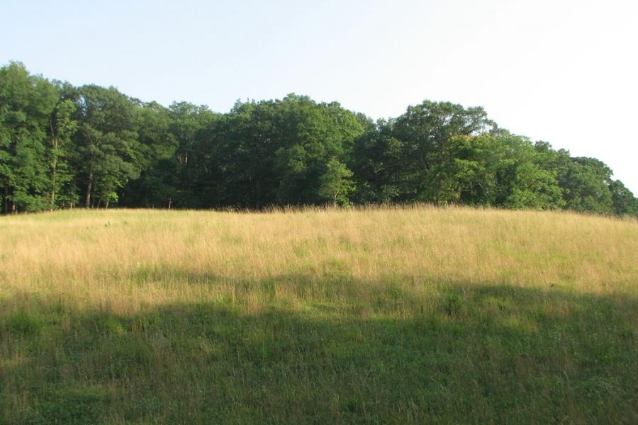 country, farm, horse, rustic, field, barn, 