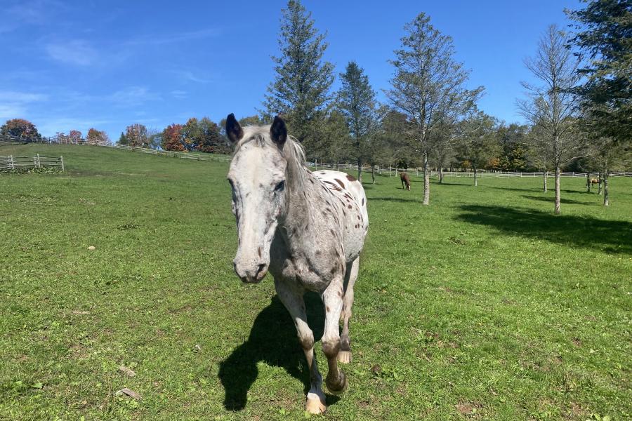 horse, farm, barn, stable, rural, field, lake, 