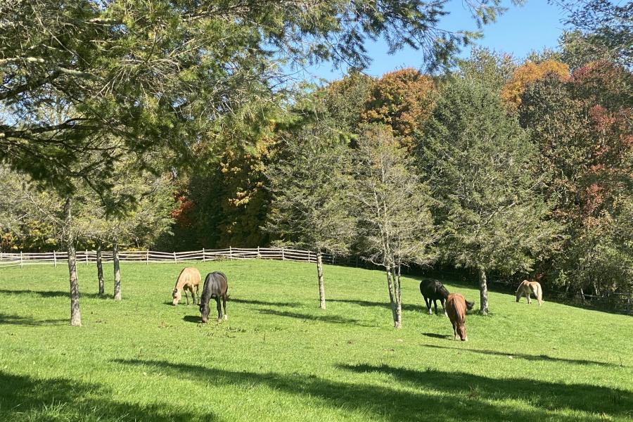 horse, farm, barn, stable, rural, field, lake, 