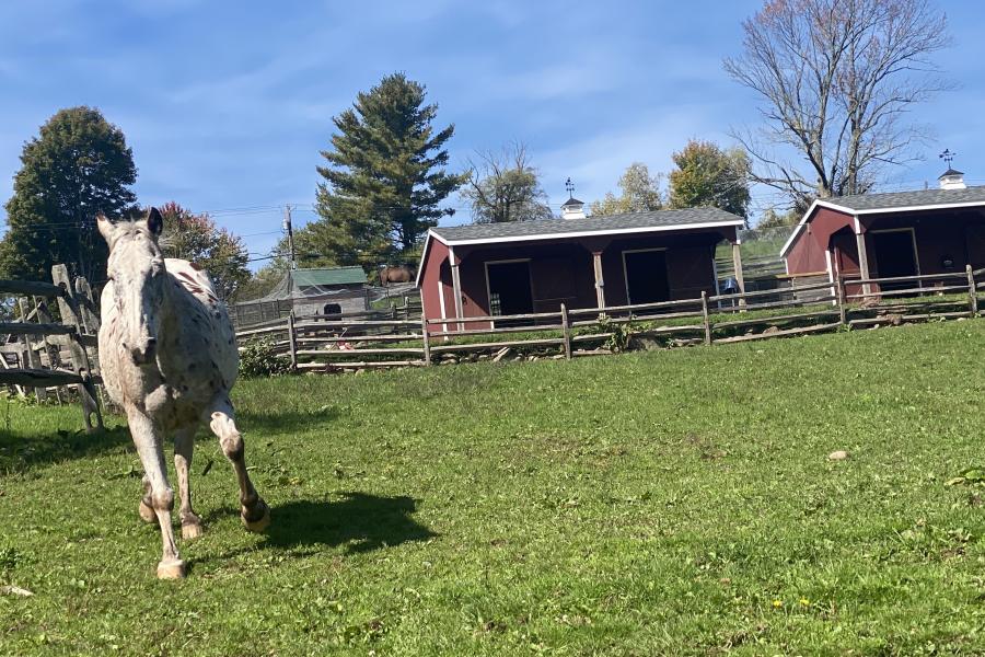 horse, farm, barn, stable, rural, field, lake, 