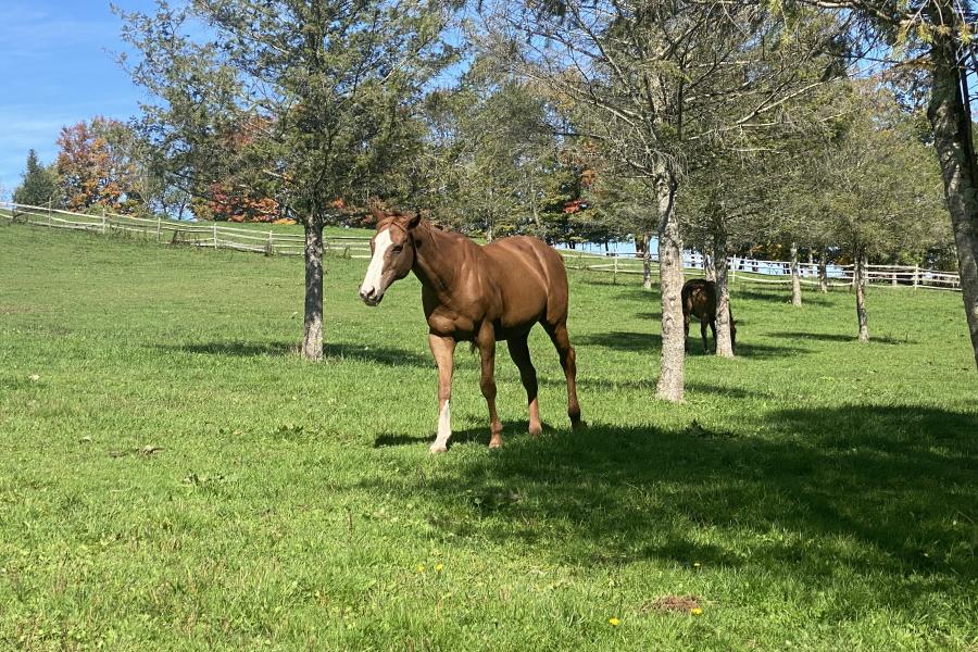 horse, farm, barn, stable, rural, field, lake, 