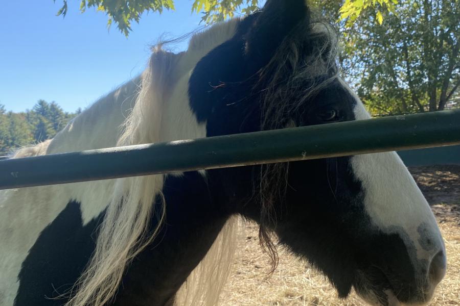 horse, farm, barn, stable, rural, field, lake, 