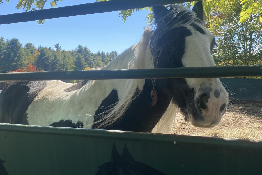 horse, farm, barn, stable, rural, field, lake, 