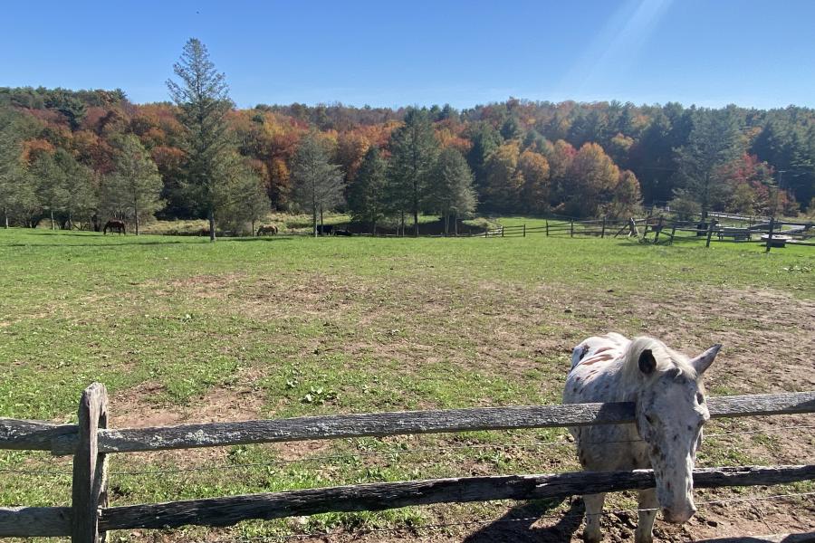 horse, farm, barn, stable, rural, field, lake, 