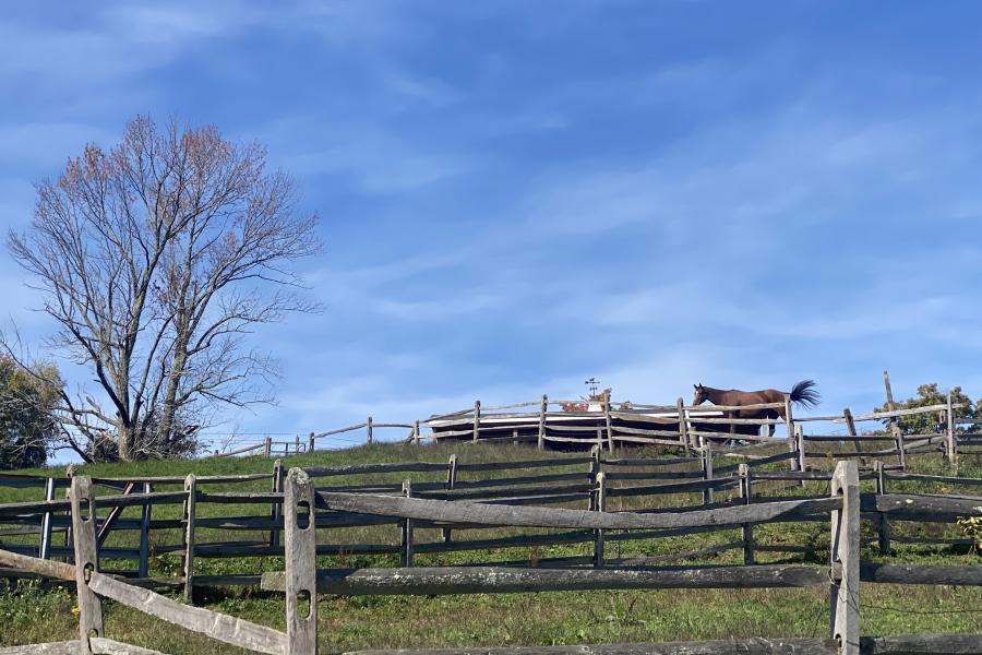 horse, farm, barn, stable, rural, field, lake, 