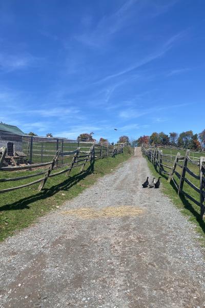 horse, farm, barn, stable, rural, field, lake, 