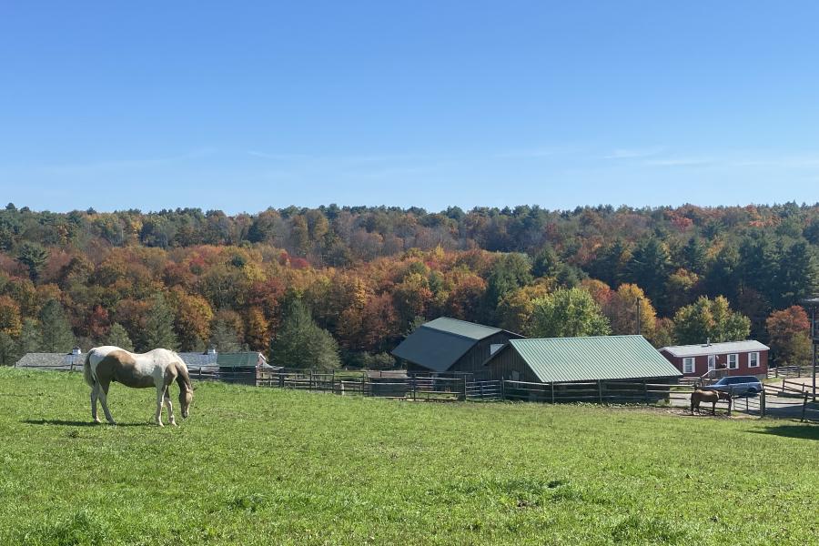 horse, farm, barn, stable, rural, field, lake, 