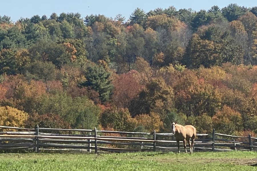 horse, farm, barn, stable, rural, field, lake, 