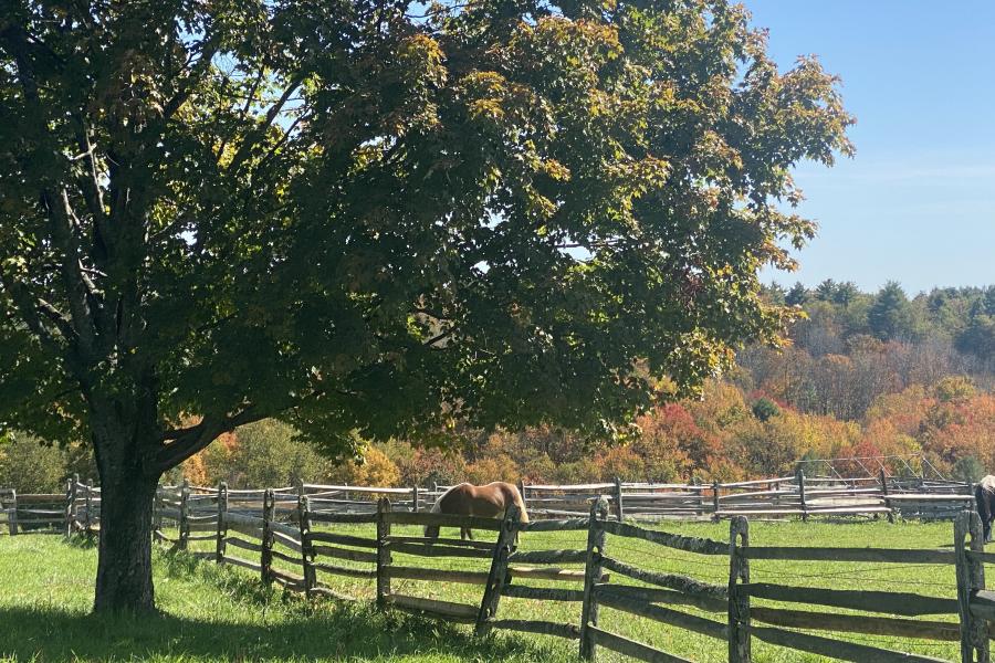 horse, farm, barn, stable, rural, field, lake, 