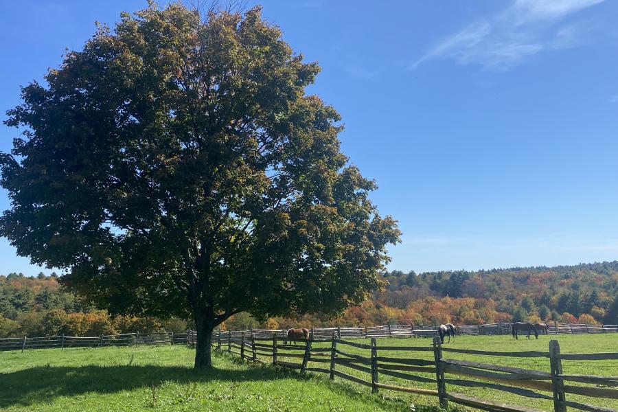 horse, farm, barn, stable, rural, field, lake, 