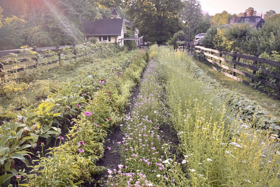 farm, greenhouse, field, rural, country, kitchen, 