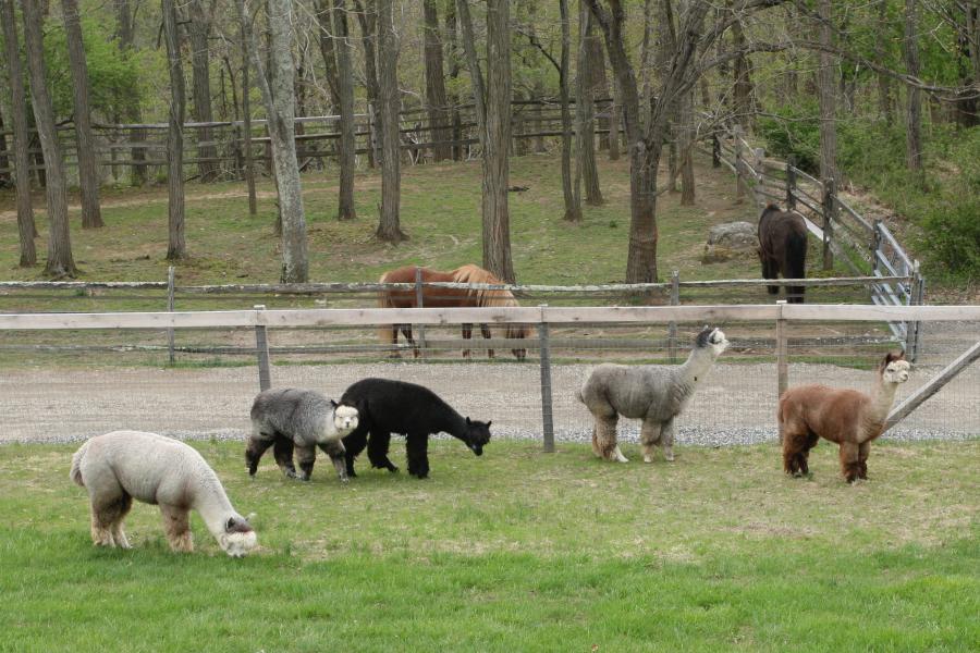 farm, field, barn, 