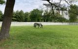 farm, stable, horse, pool, shingled, deck, kitchen, upscale, 