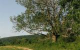 country, farm, horse, rustic, library, barn, stable, water, stone, rolling hill, greenhouse, boathouse, 