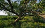 country, farm, horse, rustic, library, barn, stable, water, stone, rolling hill, greenhouse, boathouse, 