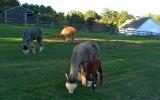 farm, field, barn, 