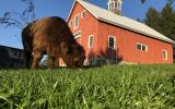 farm, farmhouse, barn, pool, field, fireplace, traditional, deck, patio, 