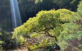 garden, zen, bridge, wooded, 