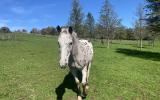 horse, farm, barn, stable, rural, field, lake, 