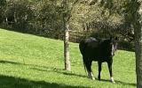 horse, farm, barn, stable, rural, field, lake, 