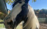 horse, farm, barn, stable, rural, field, lake, 