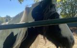 horse, farm, barn, stable, rural, field, lake, 