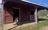 horse, farm, barn, stable, rural, field, lake, 