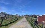 horse, farm, barn, stable, rural, field, lake, 