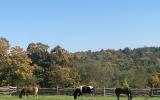 horse, farm, barn, stable, rural, field, lake, 