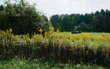 horse, farm, barn, stable, rural, field, lake, 