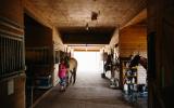 horse, farm, barn, stable, rural, field, lake, 